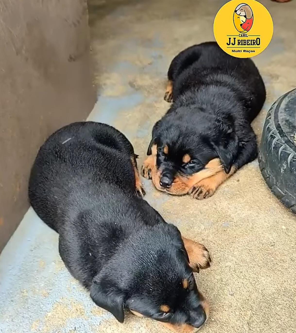 Filhotes de Rottweiler disponíveis no Canil JJ Ribeiro! 🐾