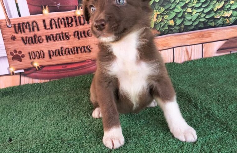 🐶 Border Collie!!! ❤️🐾🐾❤️