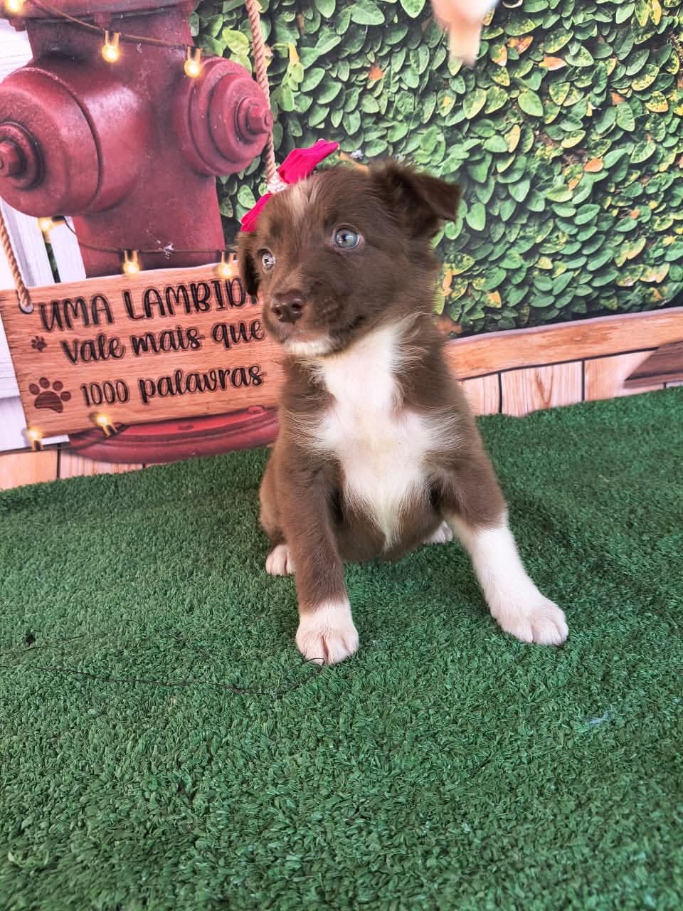 🐶 Border Collie!!! ❤️🐾🐾❤️
