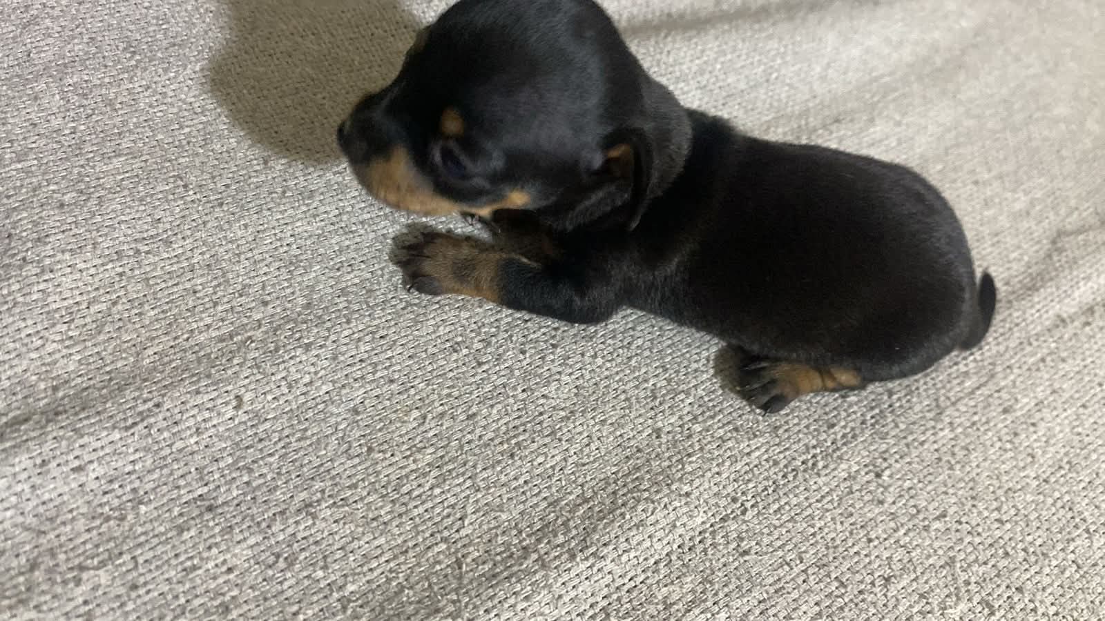 ❤️🐾 Pinscher: pequeno no tamanho, gigante no amor! 🐾❤️