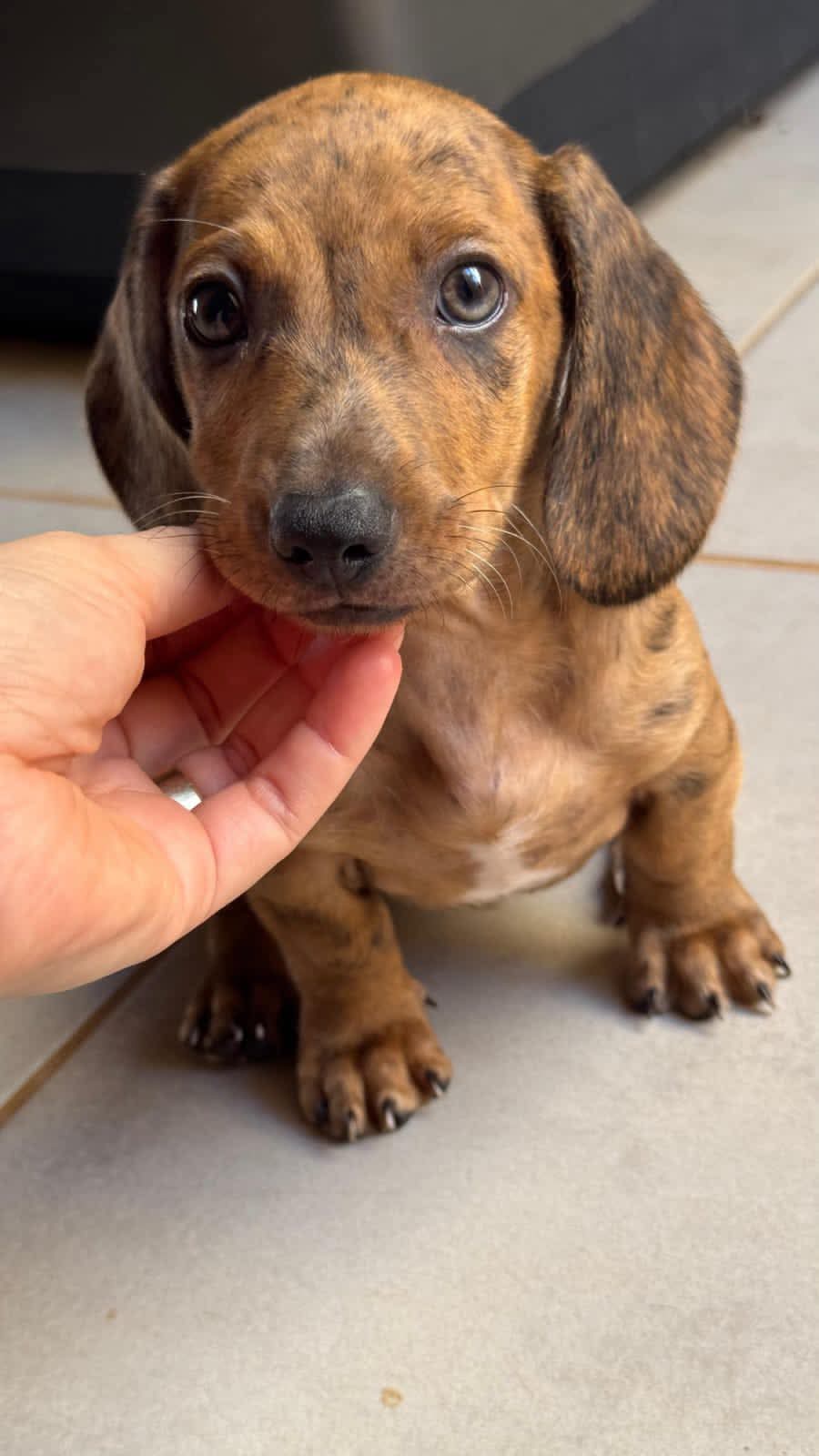 ❤️🐾 Dachshund: pequeno no tamanho, gigante no amor 🐾❤️