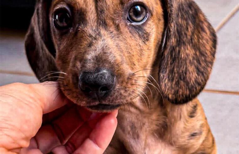 Mais do que filhotes, o Canil JJ Ribeiro entrega histórias que começam com amor. 🤍🐾