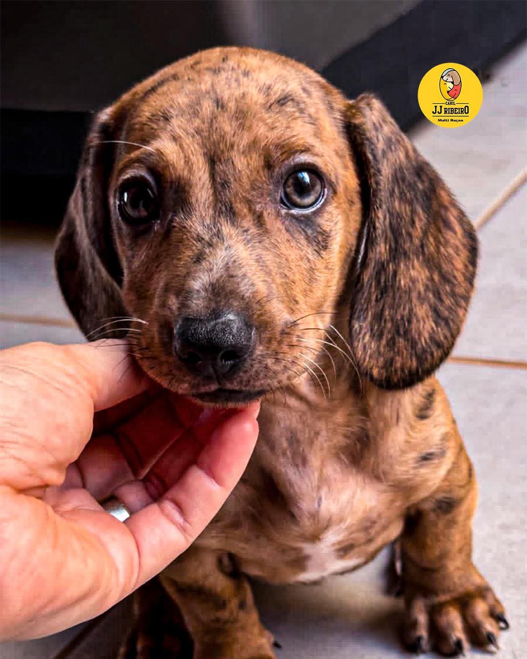 Mais do que filhotes, o Canil JJ Ribeiro entrega histórias que começam com amor. 🤍🐾