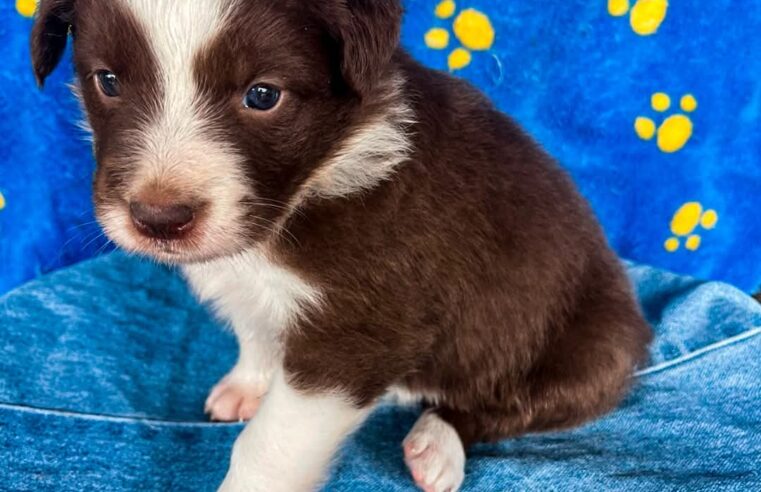 Olhinhos curiosos, patinhas pequenas e um amor que cresce todo dia. 🐶✨