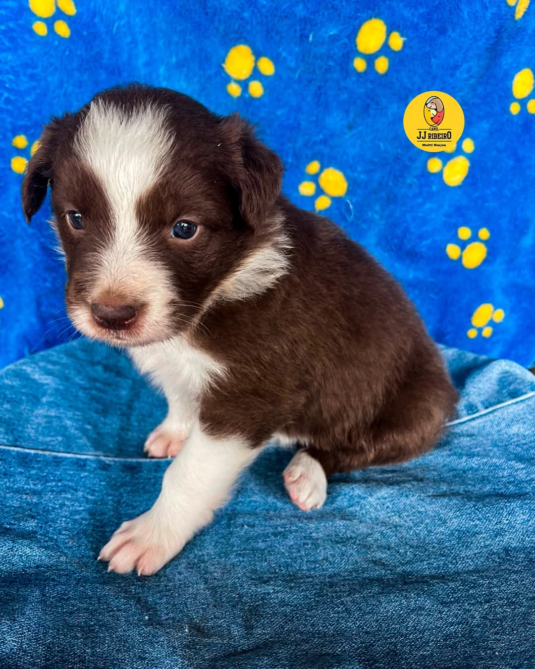 Olhinhos curiosos, patinhas pequenas e um amor que cresce todo dia. 🐶✨