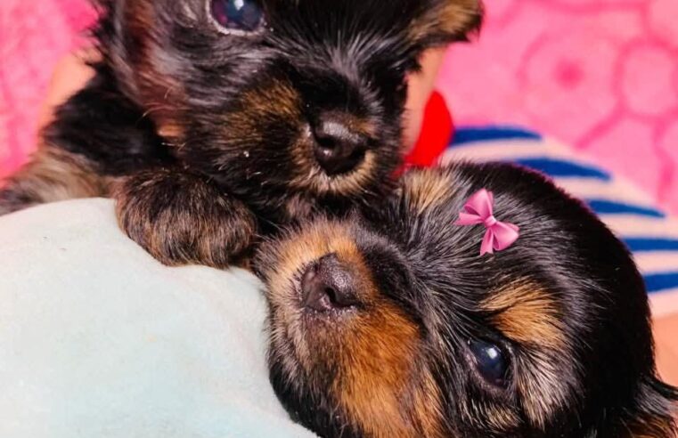 🐶❤️ Yorkshire que é puro charme! ❤️🐾