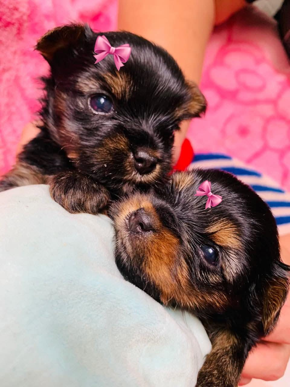 🐶❤️ Yorkshire que é puro charme! ❤️🐾