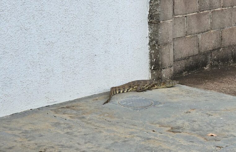 Defesa Civil captura filhote de jacaré em via pública no São Benedito