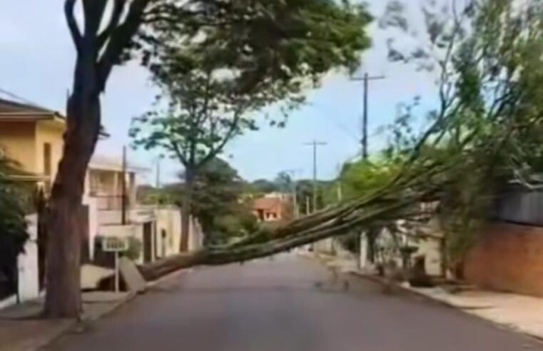 Árvore de grande porte cai sobre residência e interdita rua no Parque Santa Mônica