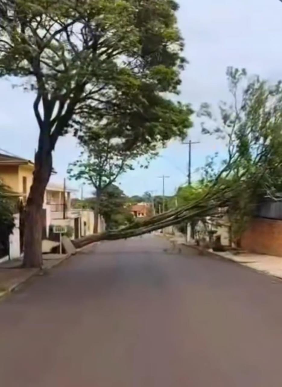 Árvore de grande porte cai sobre residência e interdita rua no Parque Santa Mônica