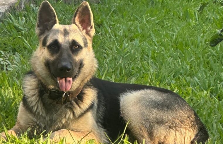 🐾✨ JJ Ribeiro – Filhotes disponíveis para você! ✨🐾