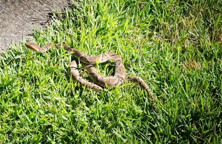 Defesa Civil captura cascavel no Jardim das Palmeiras