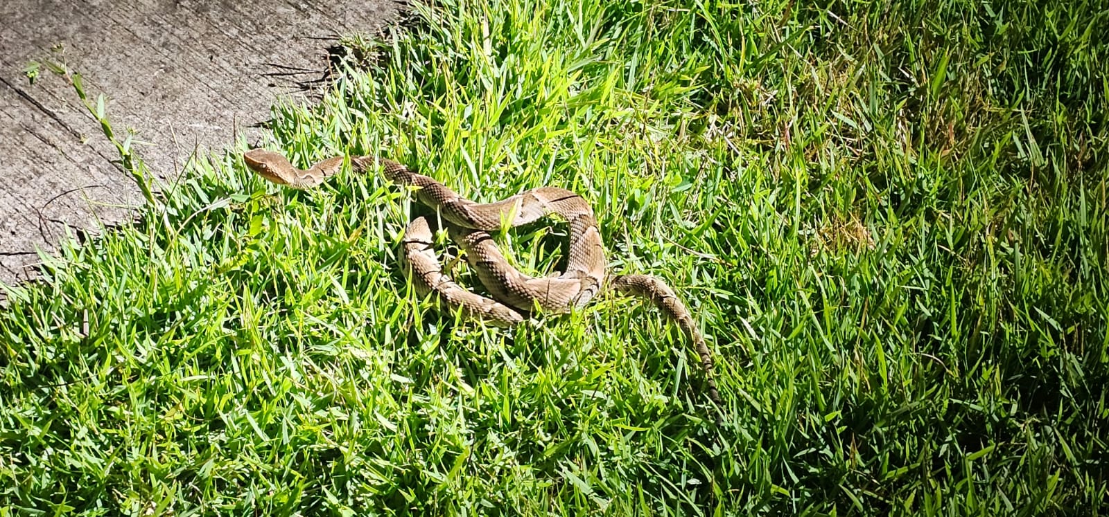 Defesa Civil captura cascavel no Jardim das Palmeiras