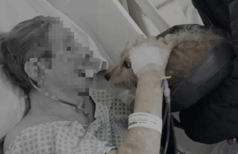 Um último olhar, um último carinho: despedida entre paciente e seu cão emociona Jaú