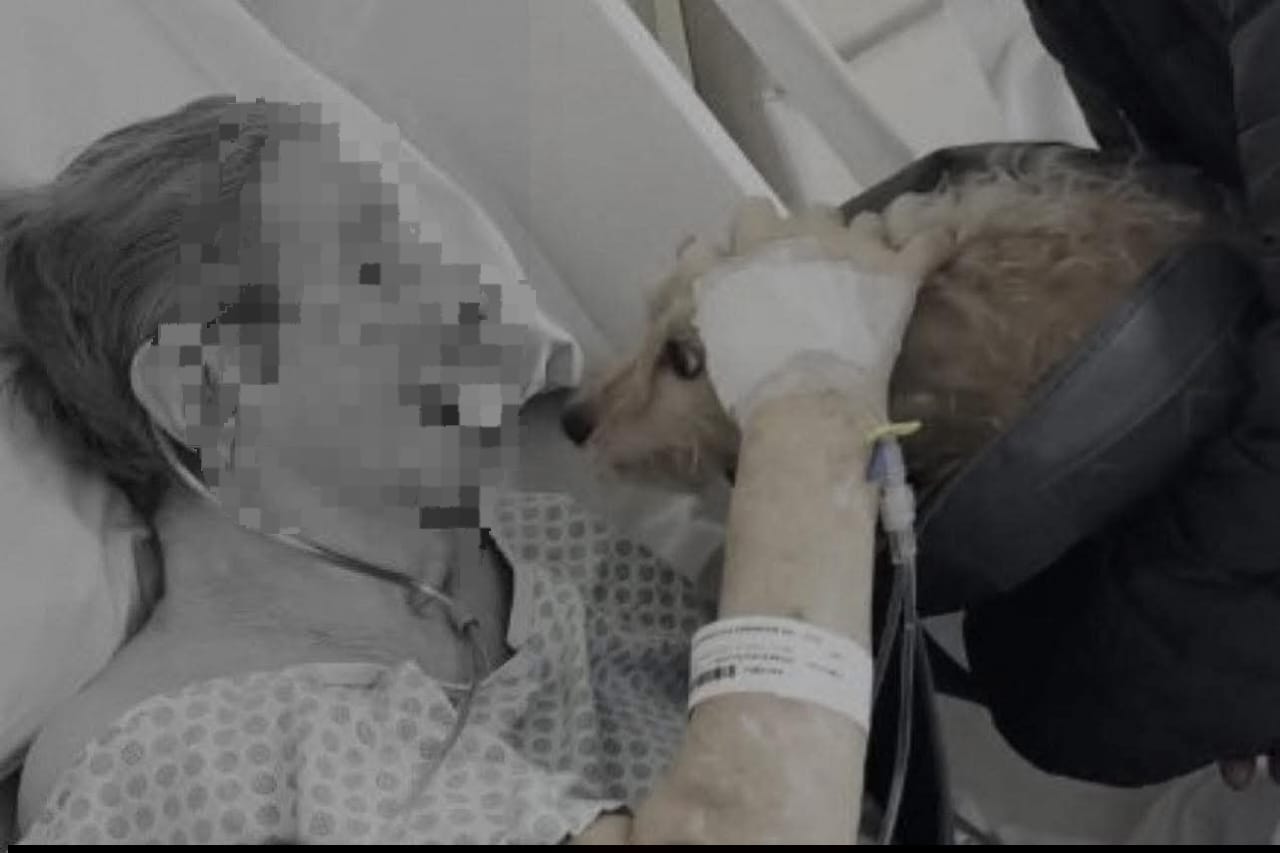 Um último olhar, um último carinho: despedida entre paciente e seu cão emociona Jaú