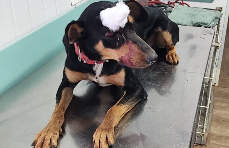 Policial Civil de Ibaté resgata cachorro atropelado na Rodovia Washington Luís