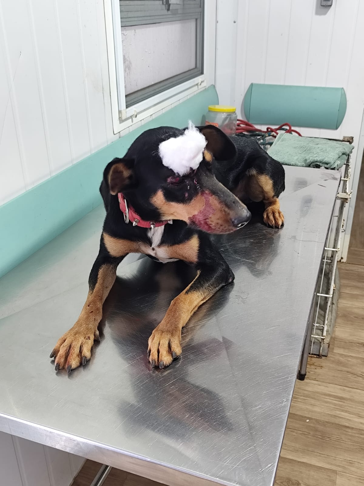 Policial Civil de Ibaté resgata cachorro atropelado na Rodovia Washington Luís