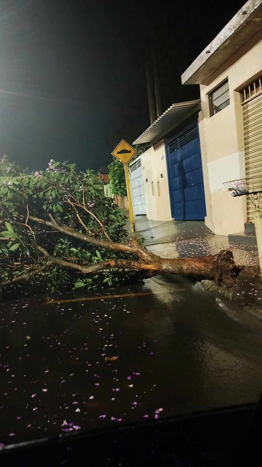 Defesa Civil de Ibaté age com rapidez e eficiência após queda de árvores durante temporal