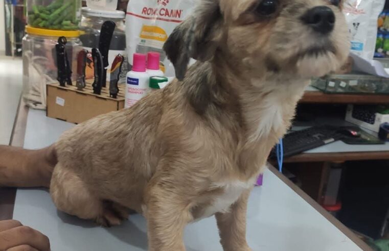 🐶📢 Procura-se os donos!