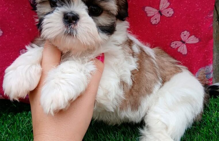 🐾✨ Um verdadeiro ursinho que encanta por onde passa!