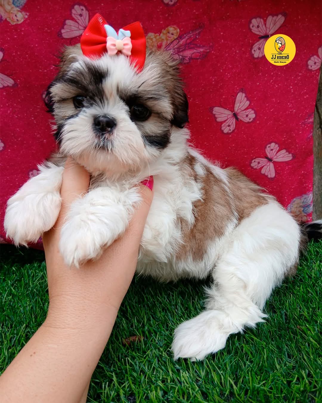 🐾✨ Um verdadeiro ursinho que encanta por onde passa!