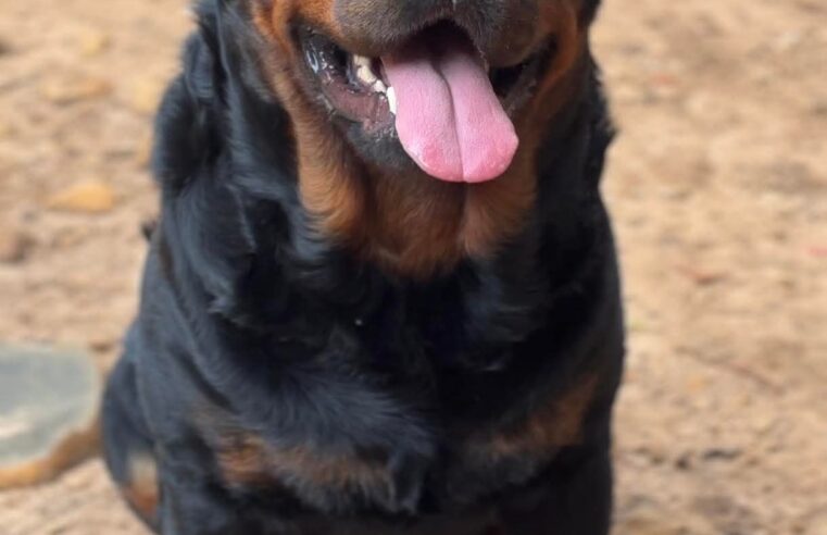 Vereadores aprovam criação do Banco de Ração e Utensílios para Animais em Araraquara