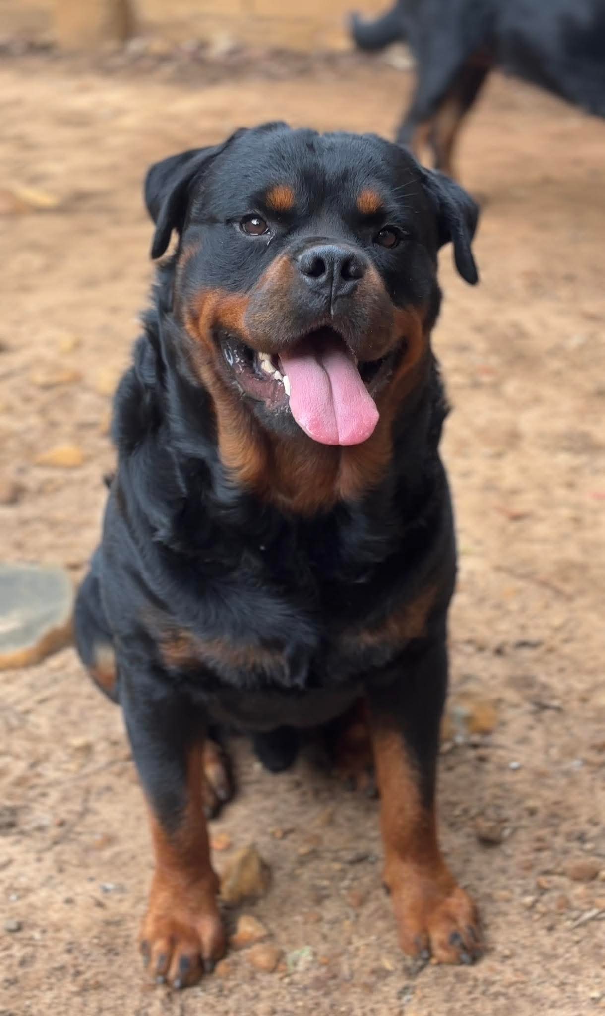 Vereadores aprovam criação do Banco de Ração e Utensílios para Animais em Araraquara