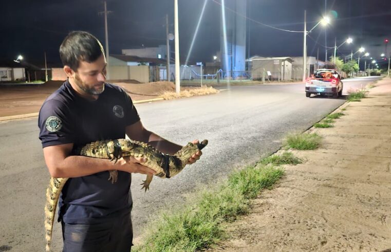 Defesa Civil de Ibaté apreende jacaré e cobra no bairro Antônio Moreira