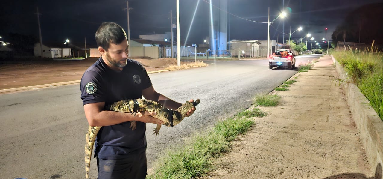 Defesa Civil de Ibaté apreende jacaré e cobra no bairro Antônio Moreira