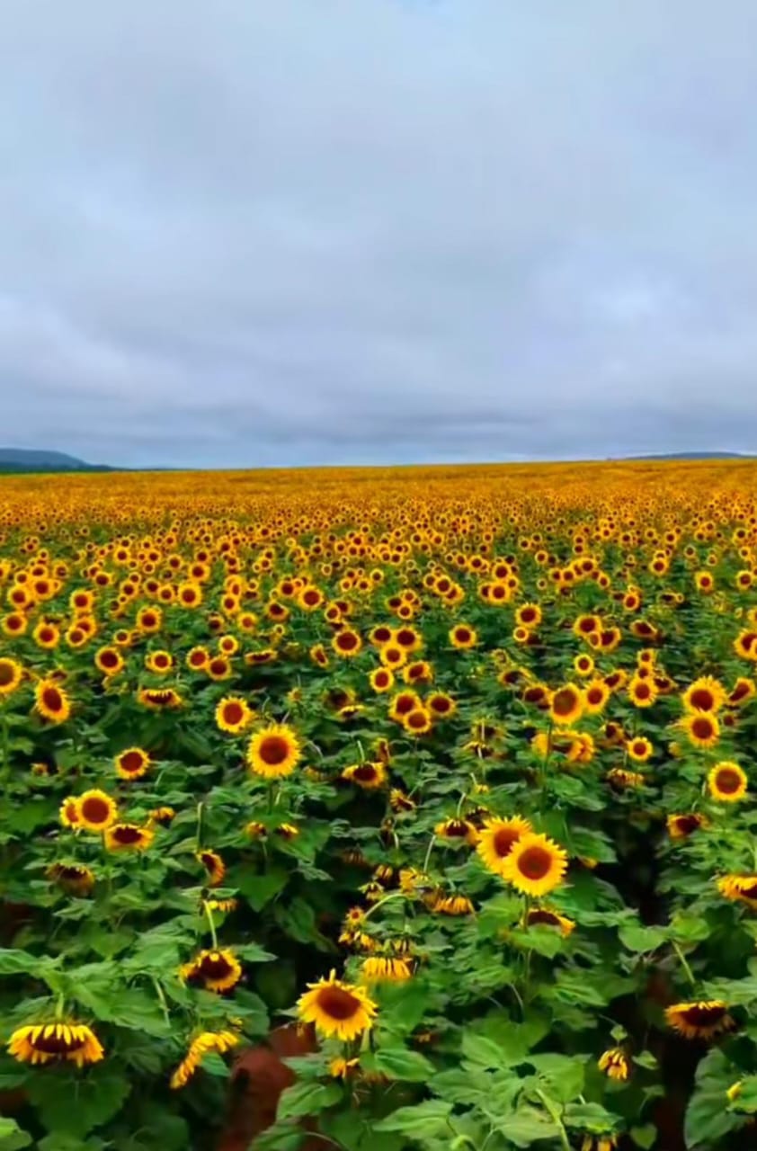 🌻 Um espetáculo da natureza em Itirapina 🌻