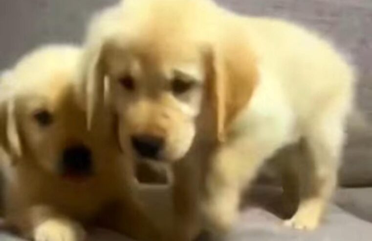 Você não escolhe um Golden… é ele que escolhe sua família. 💛🐾