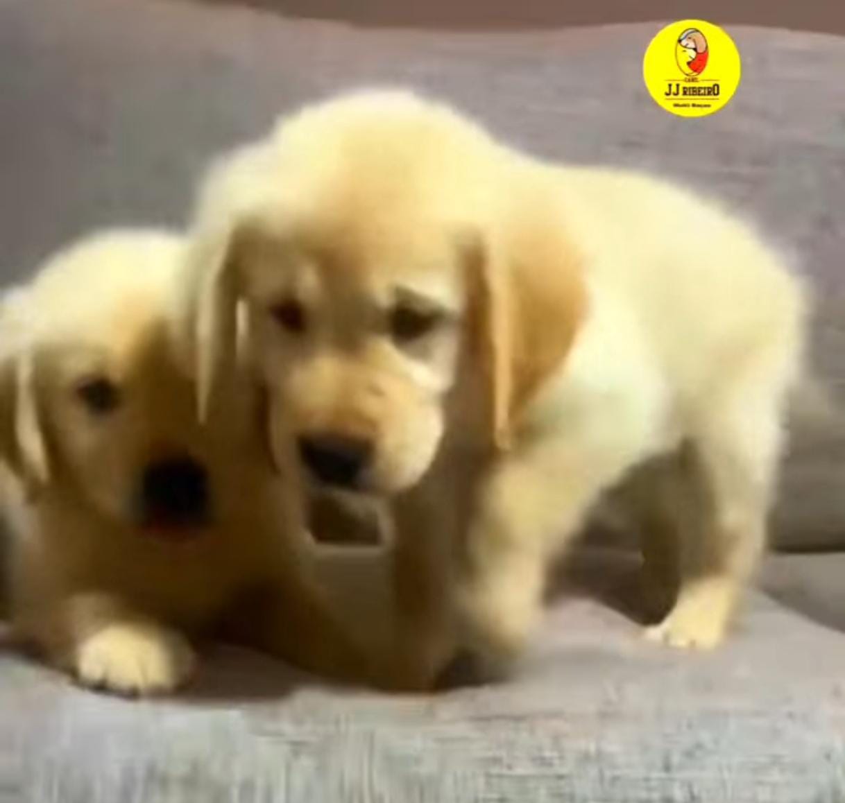 Você não escolhe um Golden… é ele que escolhe sua família. 💛🐾