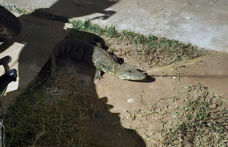 🐊 Filhote de jacaré é capturado pela Defesa Civil em área urbana de Ibaté