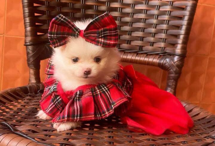 Olhinhos curiosos, patinhas pequenas e um amor que cresce todo dia. 🐶✨