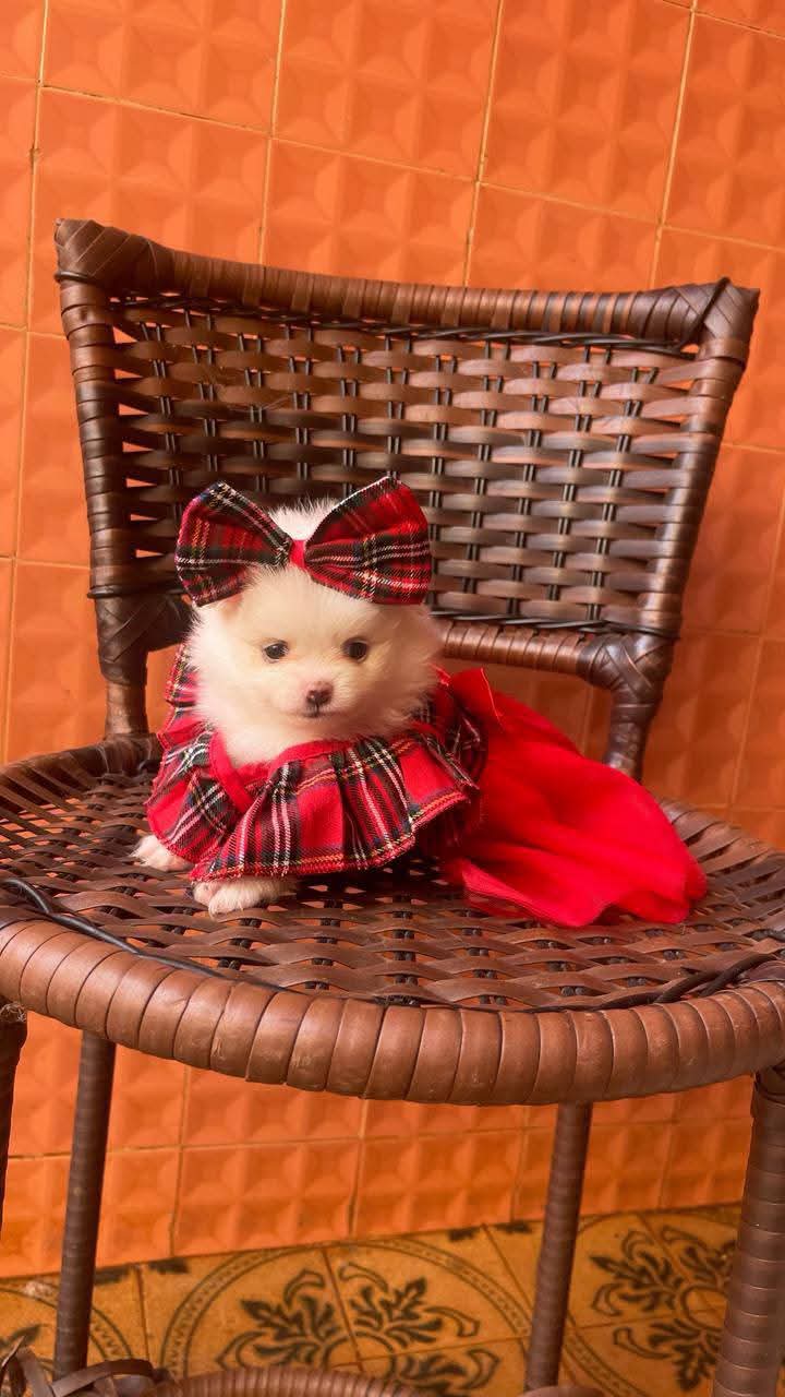 Olhinhos curiosos, patinhas pequenas e um amor que cresce todo dia. 🐶✨