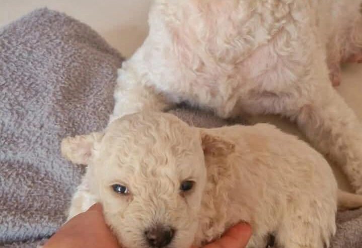 Poodles encantadores que vão conquistar seu coração! 🐾❤️