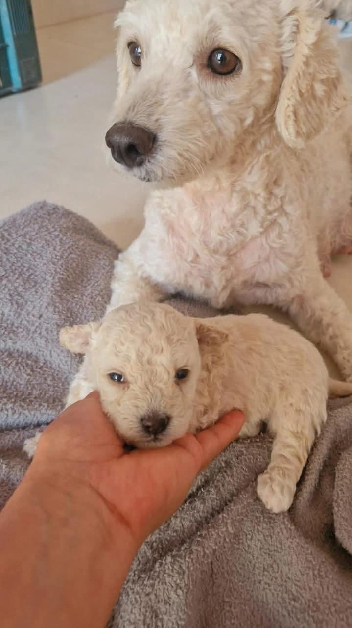 Poodles encantadores que vão conquistar seu coração! 🐾❤️