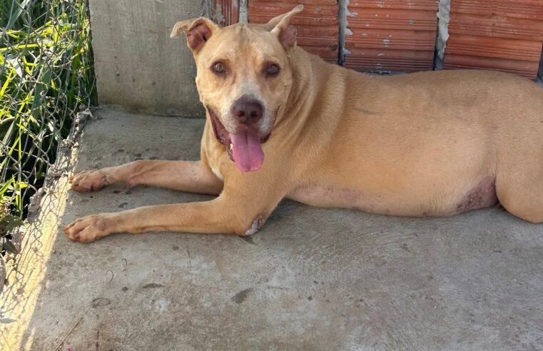 📌ONG Amar é o Bicho pede ajuda para tratamento do cão Safadão
