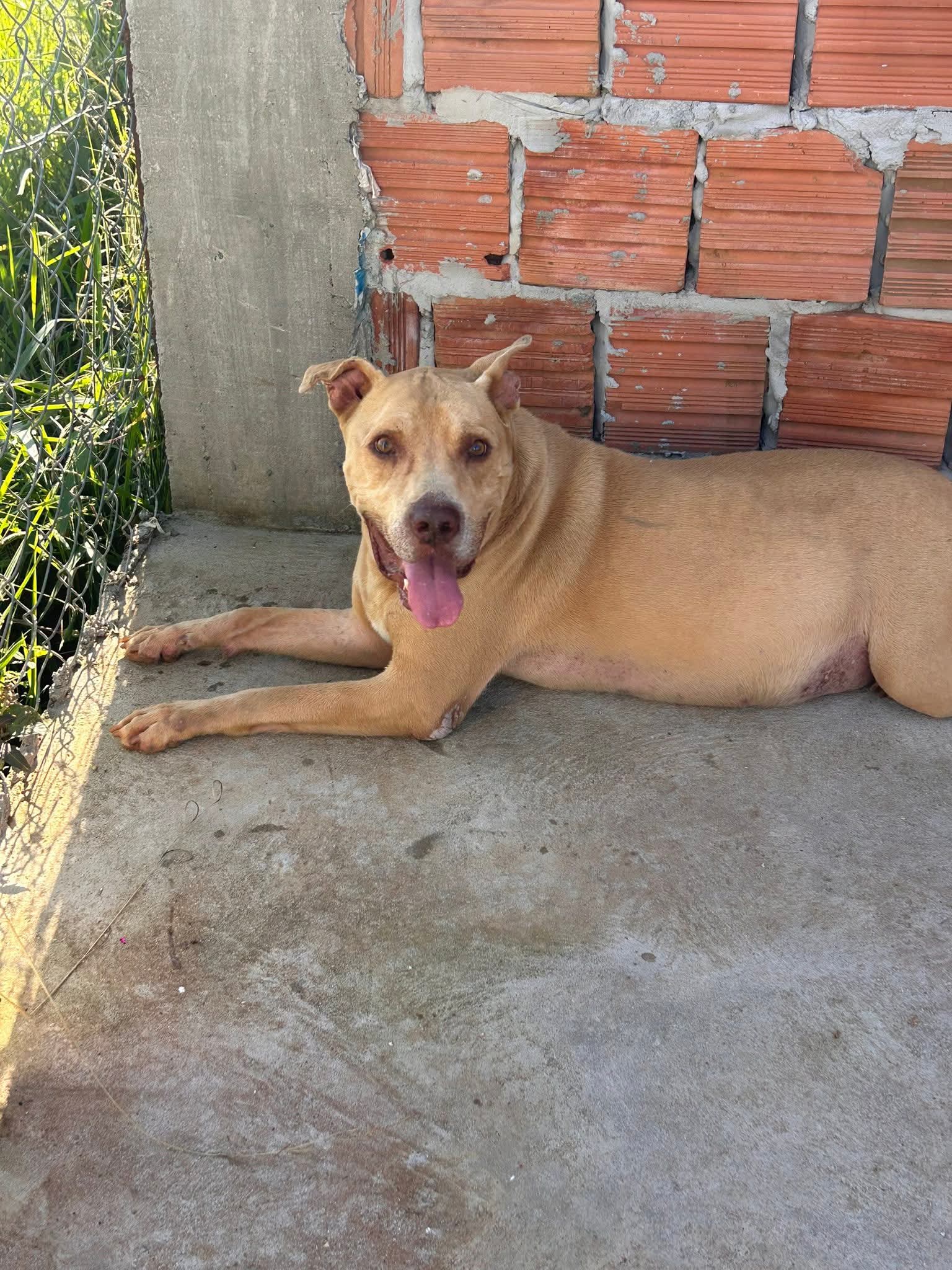 📌ONG Amar é o Bicho pede ajuda para tratamento do cão Safadão