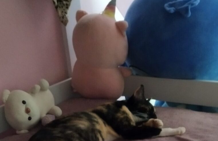 🚨 Gatinha Nina está desaparecida – ajude a encontrar 🐱