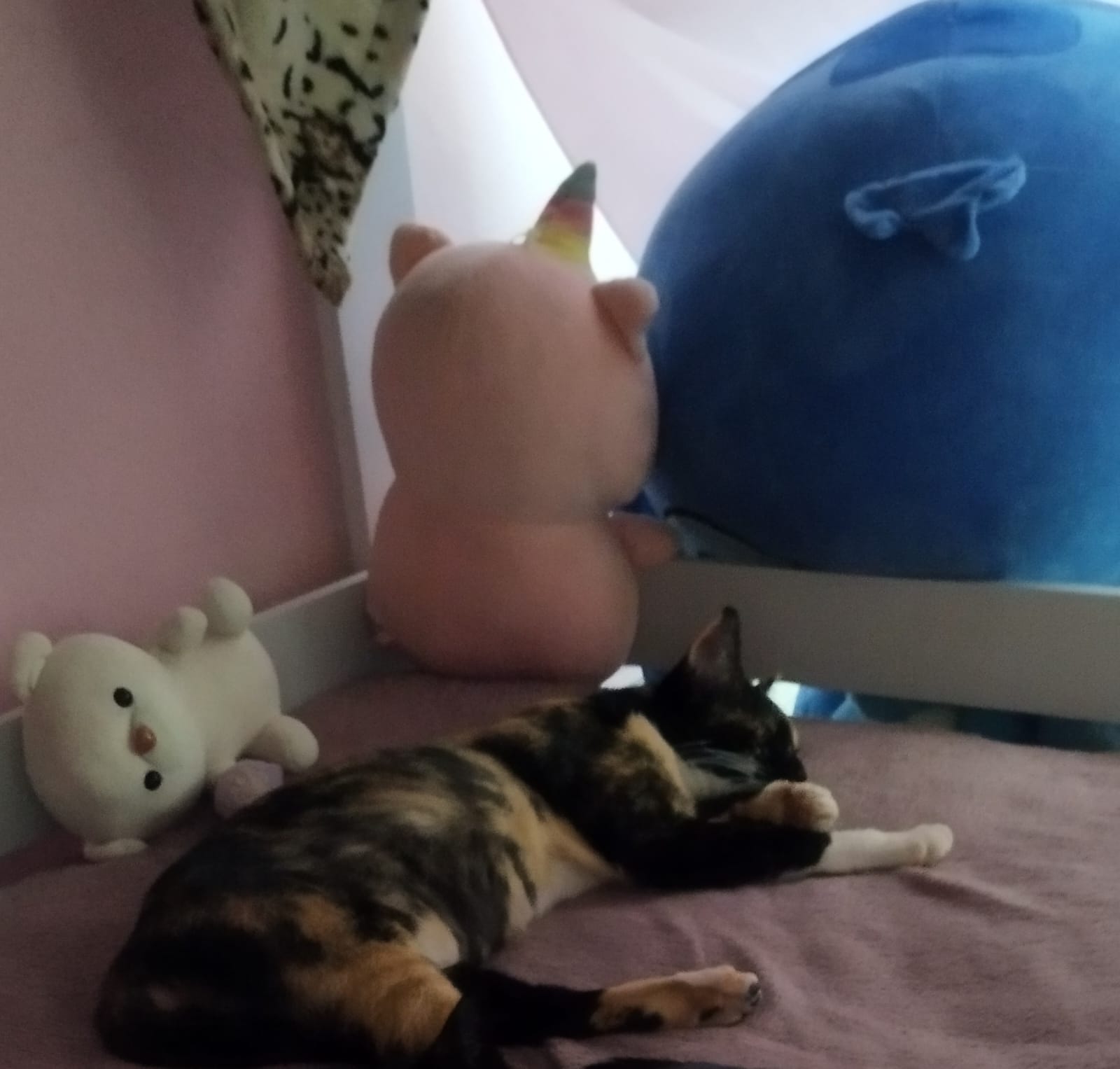 🚨 Gatinha Nina está desaparecida – ajude a encontrar 🐱