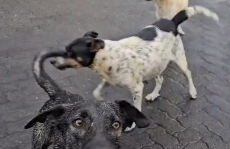 🚨 Defesa Civil atende ocorrência de ataque de cães no Jardim Icaraí