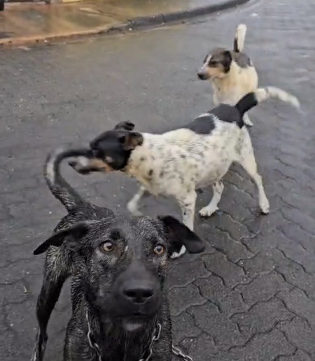 🚨 Defesa Civil atende ocorrência de ataque de cães no Jardim Icaraí