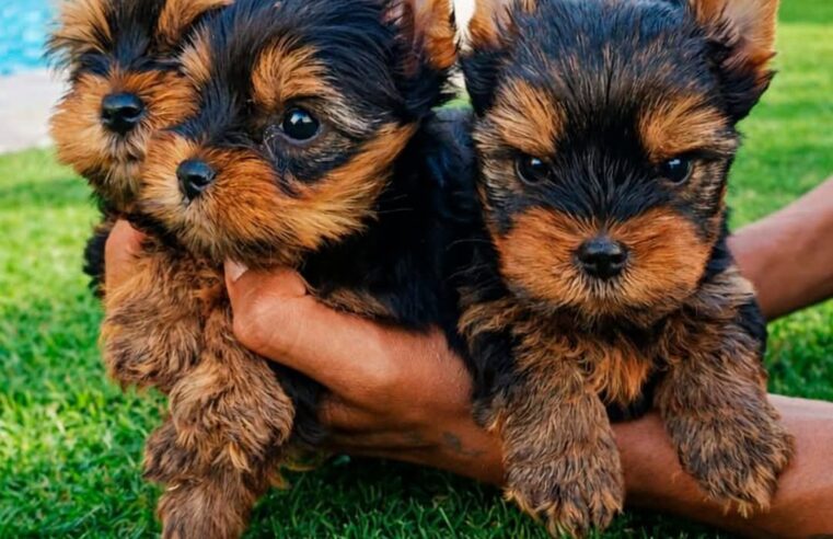 🐶💛 Seu novo melhor amigo pode estar te esperando!