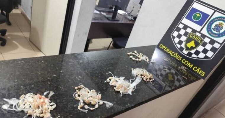 🚨 Canil da GCM localiza drogas em praça no Jardim Ricetti, em São Carlos