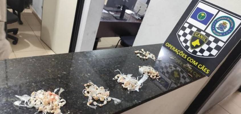 🚨 Canil da GCM localiza drogas em praça no Jardim Ricetti, em São Carlos