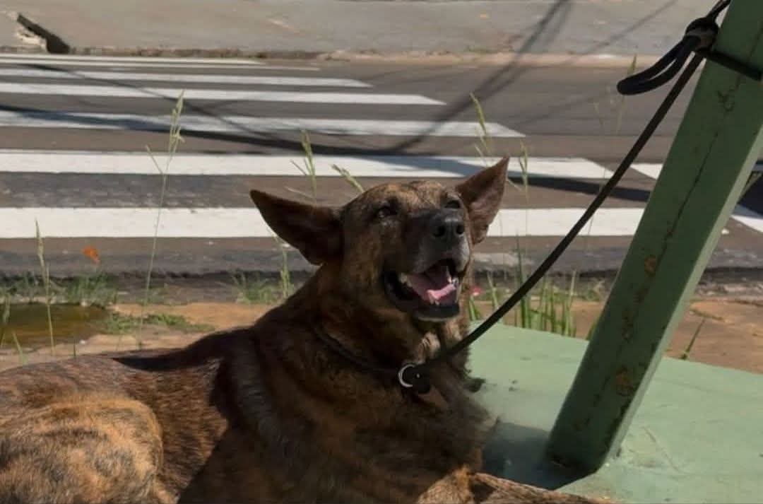 🚨 Cachorro é resgatado após ser encontrado amarrado em laje em São Carlos