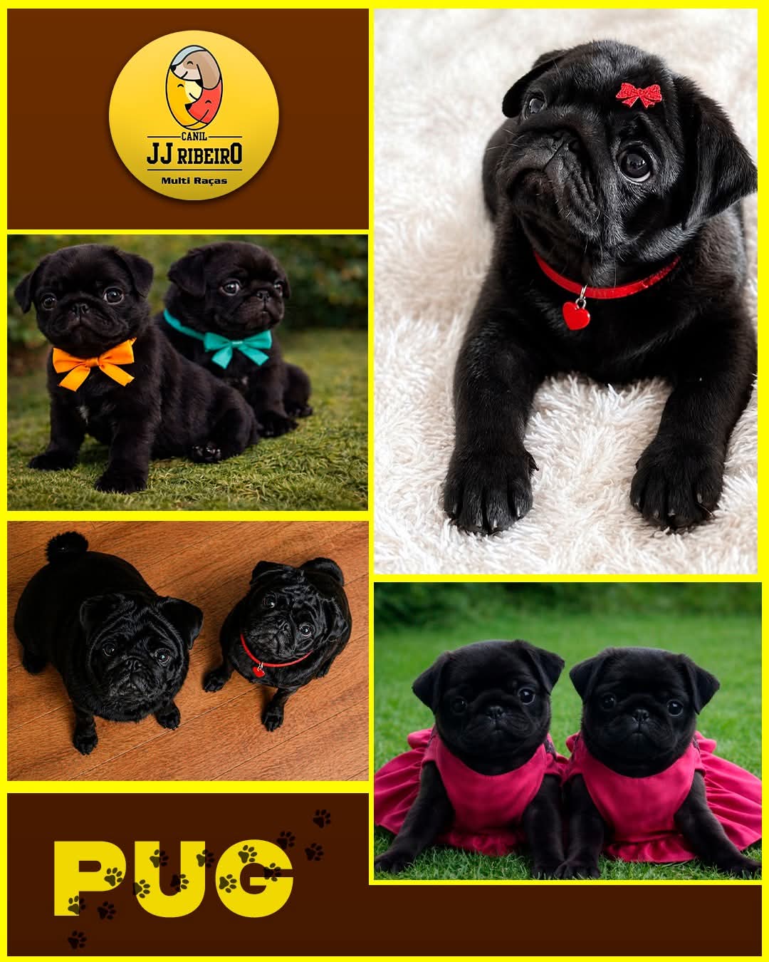 🐾 Seu novo melhor amigo pode estar aqui!