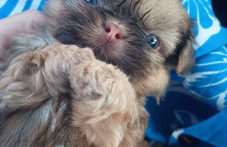 🐾❤️ Spitz Alemão encanta no JJ Ribeiro! ❤️🐾