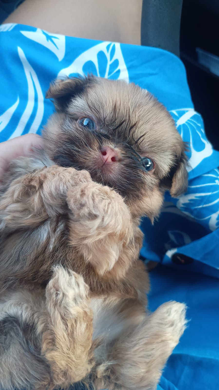 🐾❤️ Spitz Alemão encanta no JJ Ribeiro! ❤️🐾